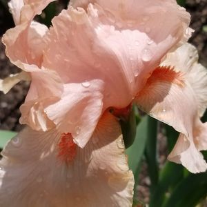 Meet your Posher, Toni